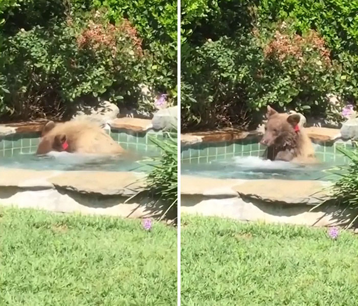 медведь,домашнее животное,бассейн
