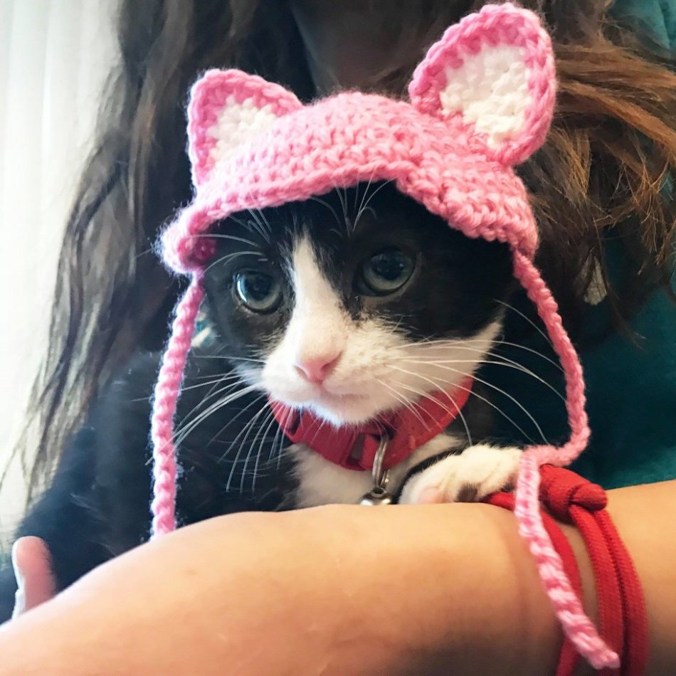 Котенок в розовой шапочке с ушками фото