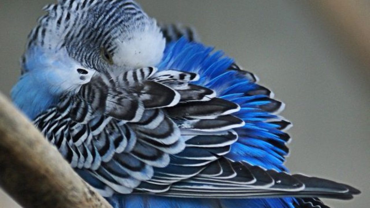 Понос у волнистого попугая — что делать?