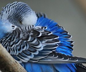 Клопы у попугаев — симптомы, лечение, профилактика
