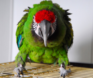 Простуда у попугаев (попугаи): описание болезни, симптомы, диагностика, лечение
