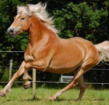 Порода лошадей хафлингер