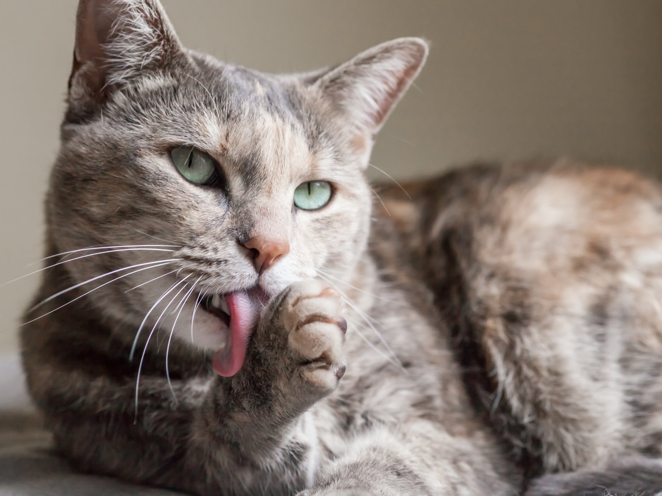 5 причин, почему кошки вылизывают себя после того, как вы их погладили