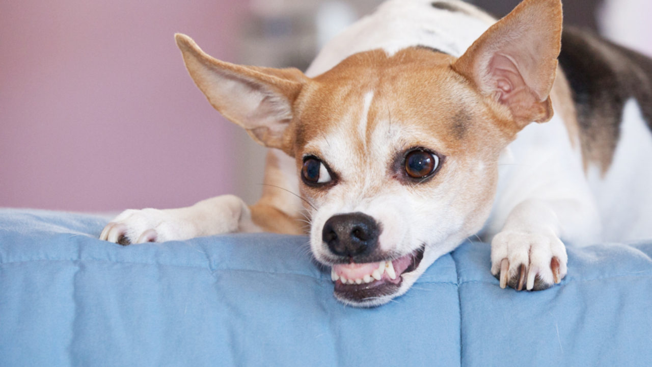 Агрессия: предупреждающие сигналы. 10 стадий последнего собачьего  предупреждения перед укусом