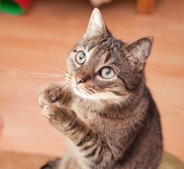 Кошки в среднем 1350 раз за год нарушают запреты своих хозяев