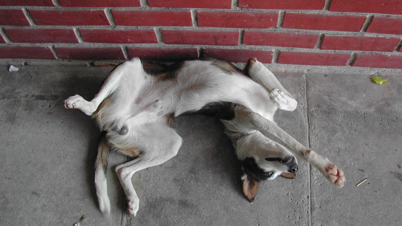 собака спит на спине лапы вверх