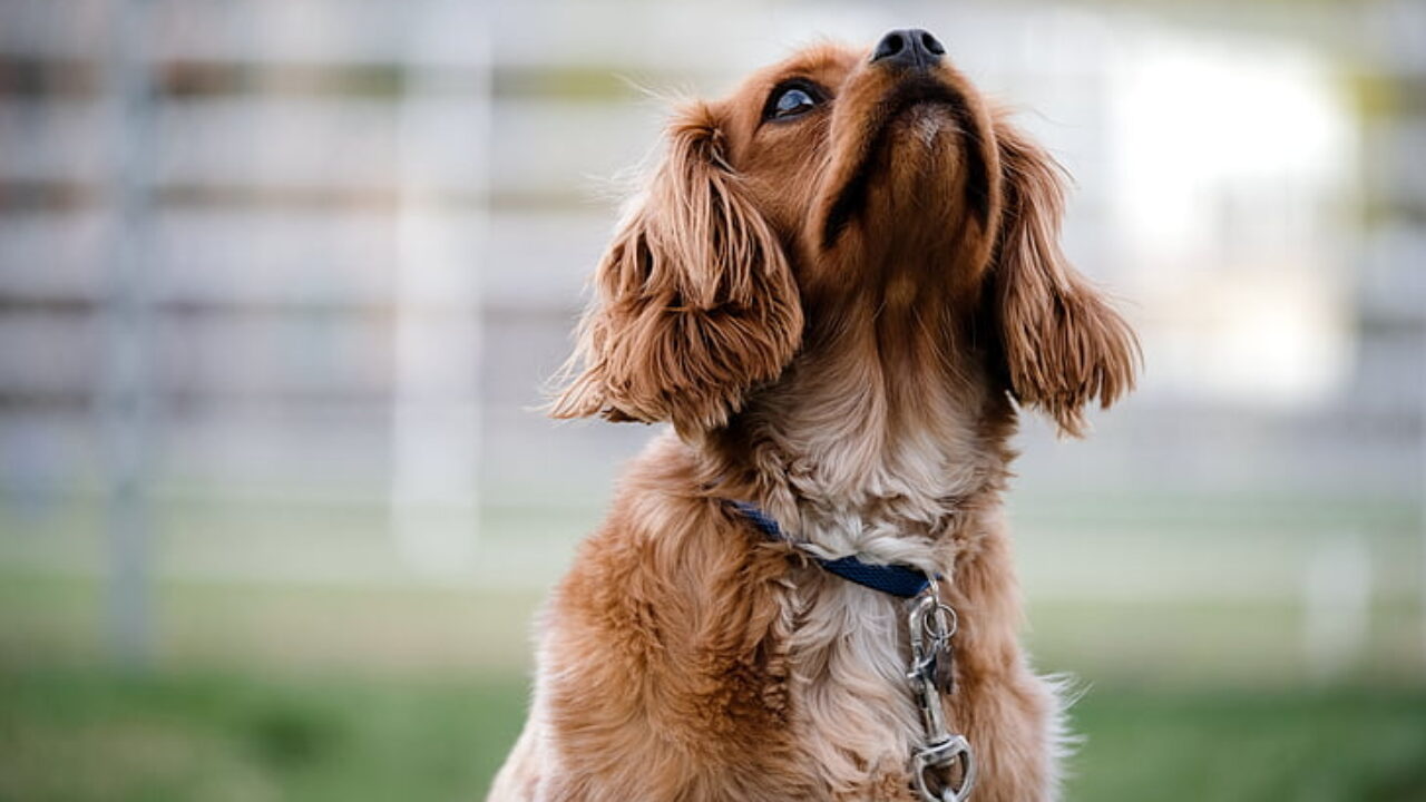 Манипулятивный лай - Все о собаках на Wikipet!