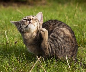 😺Почему при переезде принято впускать кошку в дом первой | Нос, хвост, лапы | Дзен