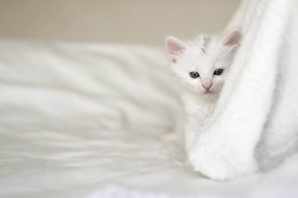 Возьму белую кошку. Белый кот. Проект белая кошка. Полотенце белый кот. Красивая кошка в белом полотенце.