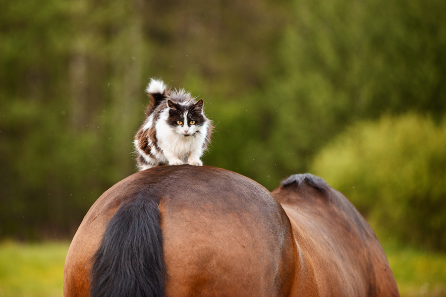 Кошка лошадка. Кот на лошади. Кошка и конь. Лошадь и кошка. Лошадь и кошка фото.