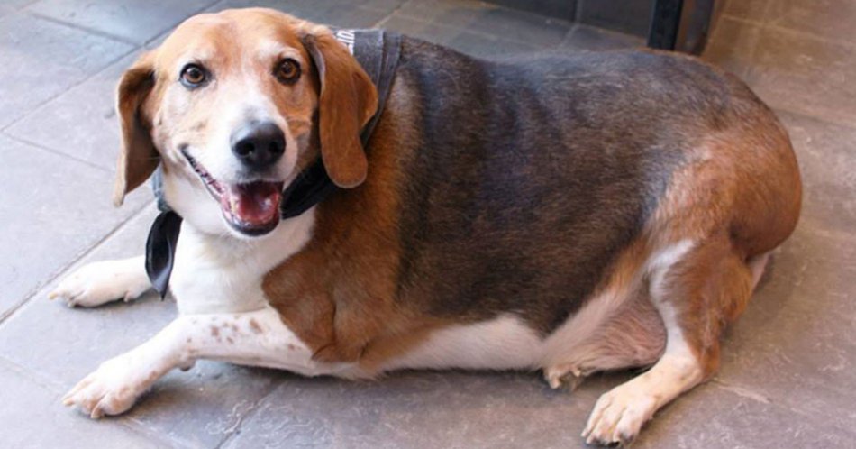 Ожирение у собаки фото