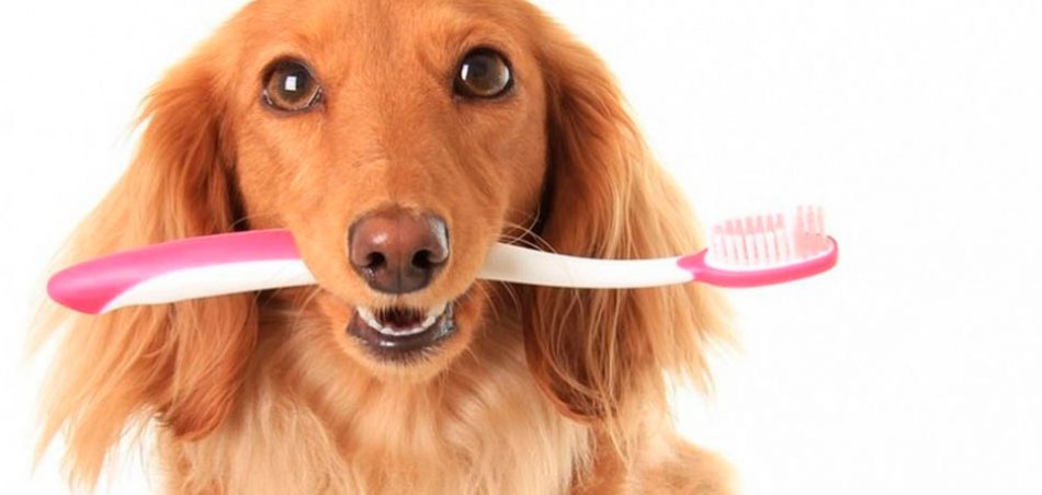 Собака с зубной щеткой