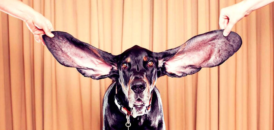 Собака с большими ушами