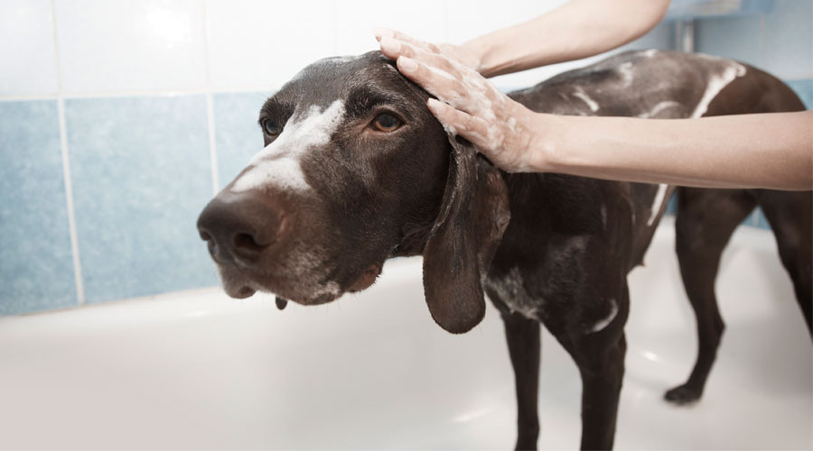 Мытье гладкошерстной собаки фото