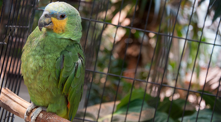 попугай амазон зеленый