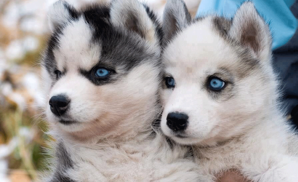 фото хаски щенки с голубыми глазами