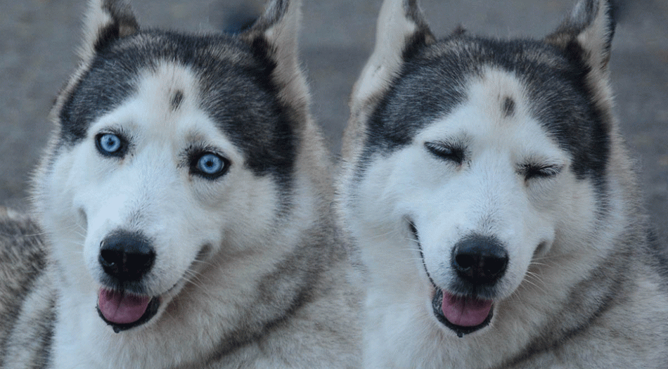 Собаки породы хаски фото