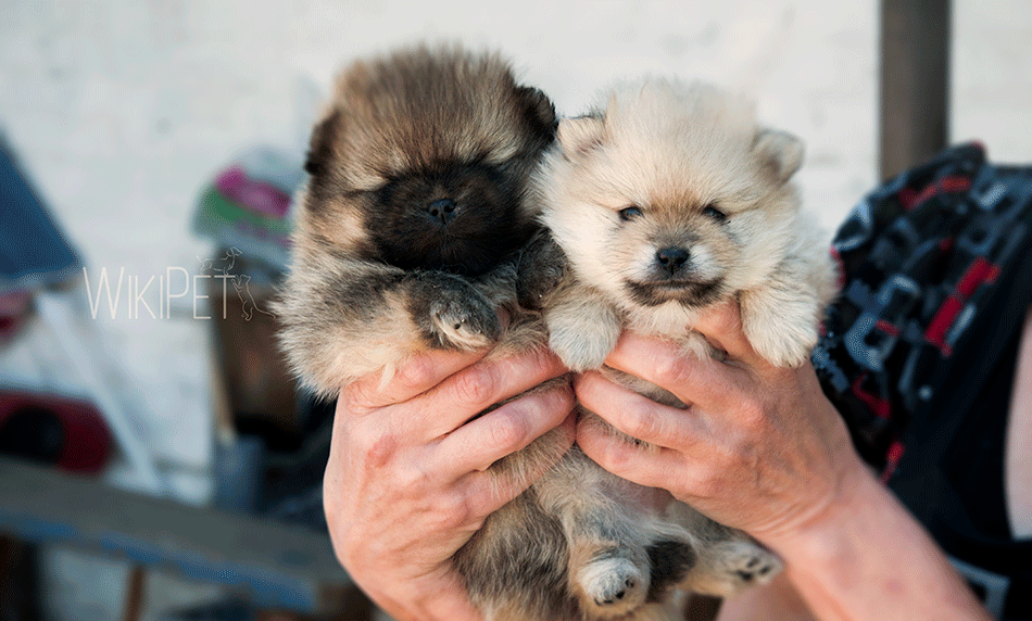 новорожденные щенки померанского шпица померанца фото
