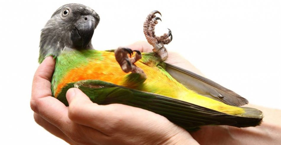 Сенегальский попугай в руках