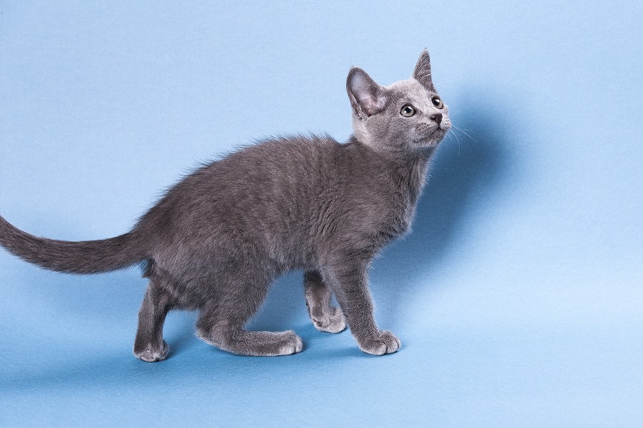 котенок русской голубой кошки фото