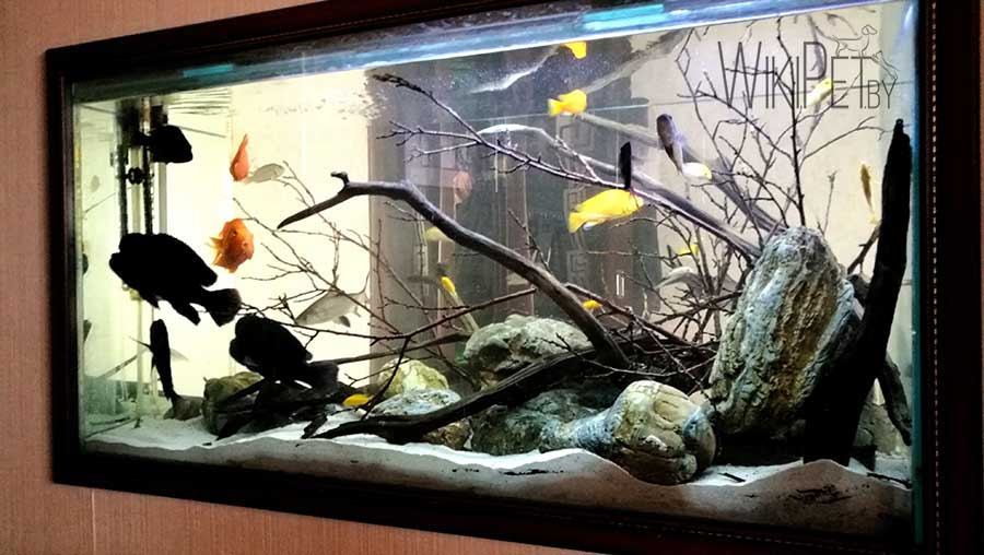 Биотопный аквариум фото