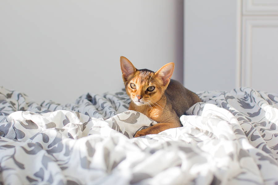 красивая абиссинская кошка фото