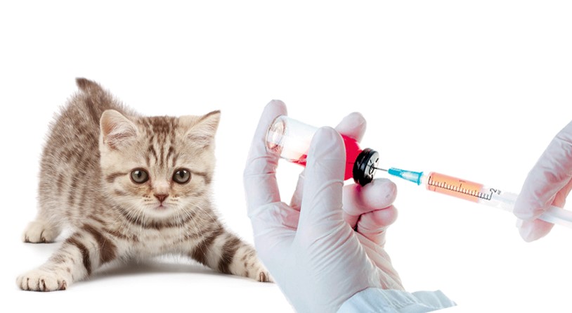 Вакцинация кошки фото