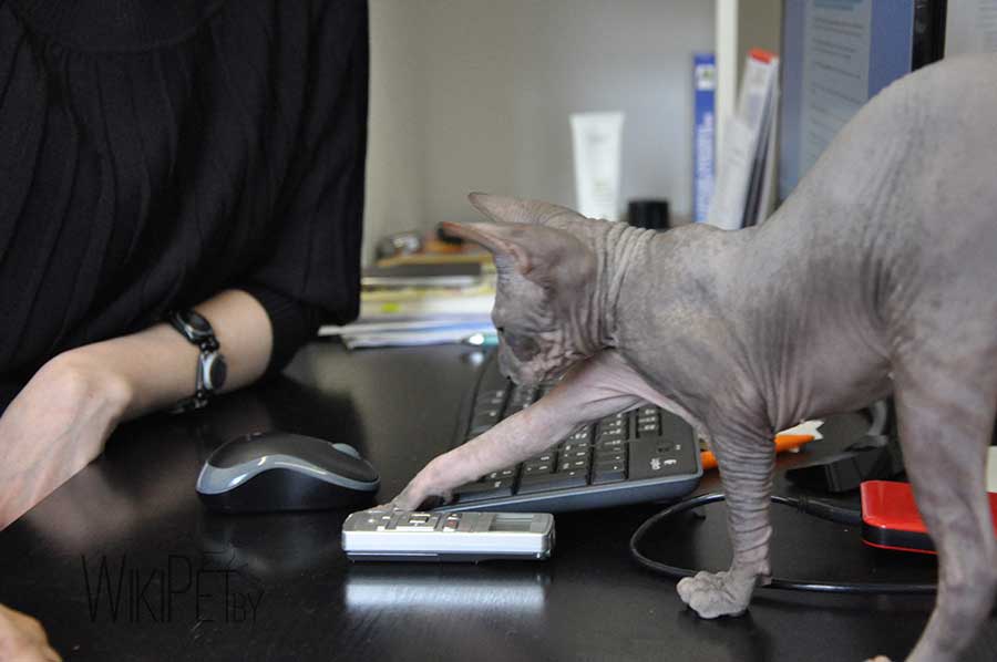 лысая кошка сфинкс на рабочем столе