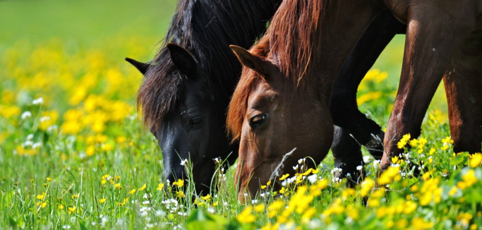 кормление лошадей