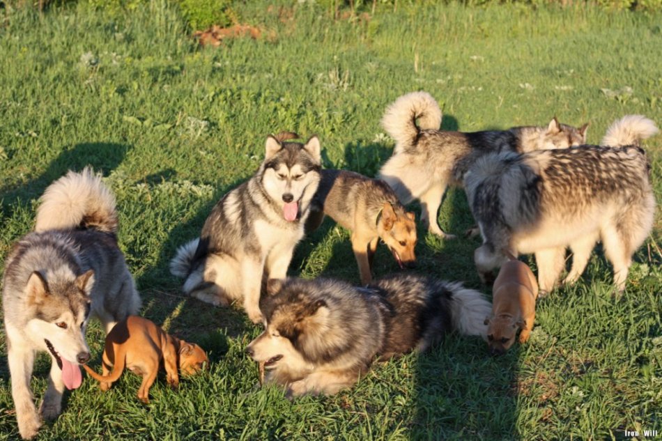 Аляскинские маламуты и другие собаки фото