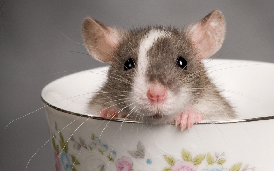 Чем кормить декоративных крыс