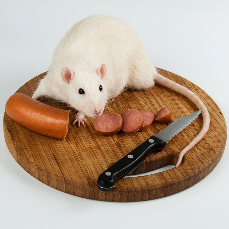Чем кормить декоративных крыс