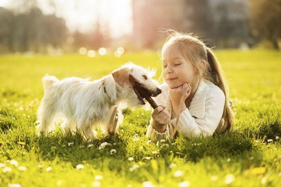 Безопасное общение ребенка и собаки