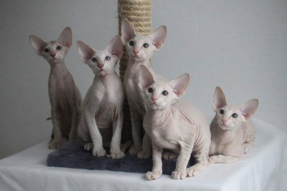 Кошки породы петерболд фото