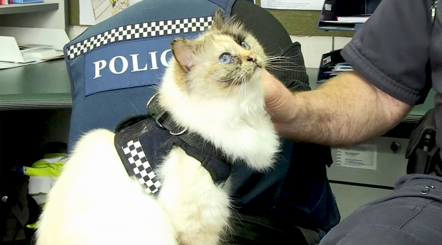 Кошка-полицейский