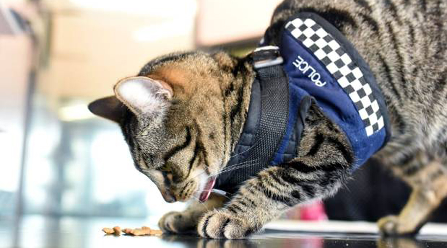 Полицейский кот
