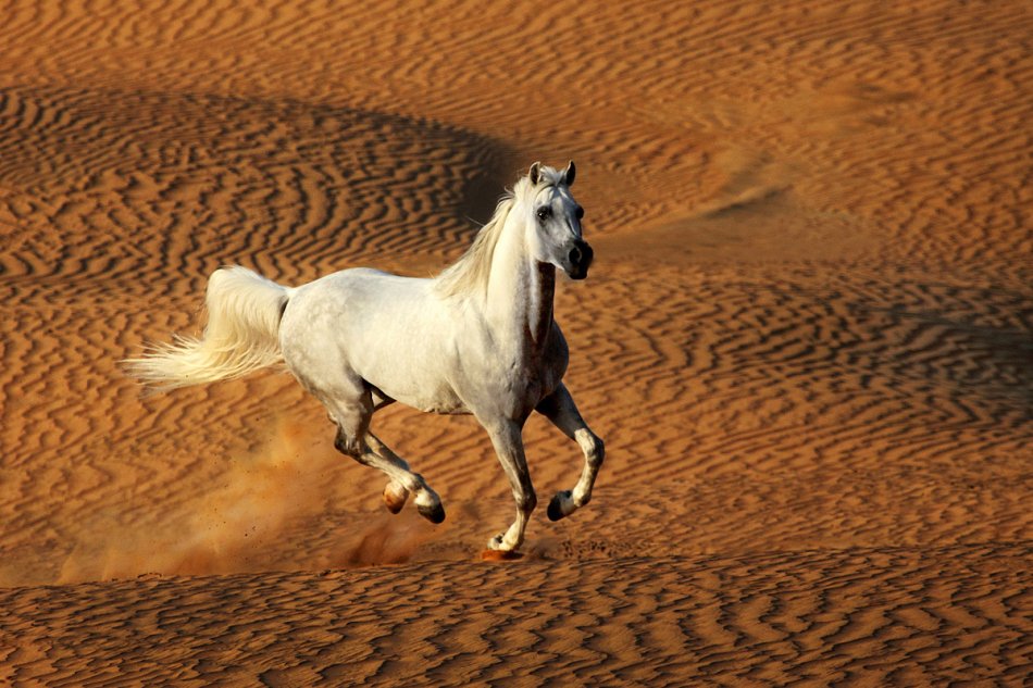 Арабская лошадь в пустыне