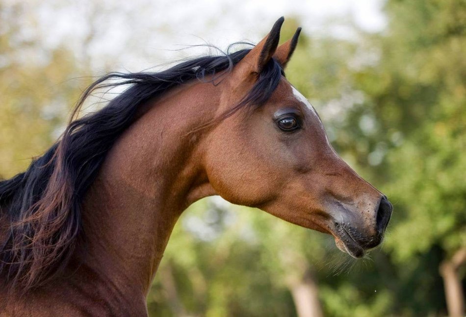 "Щучий профиль" арабской лошади