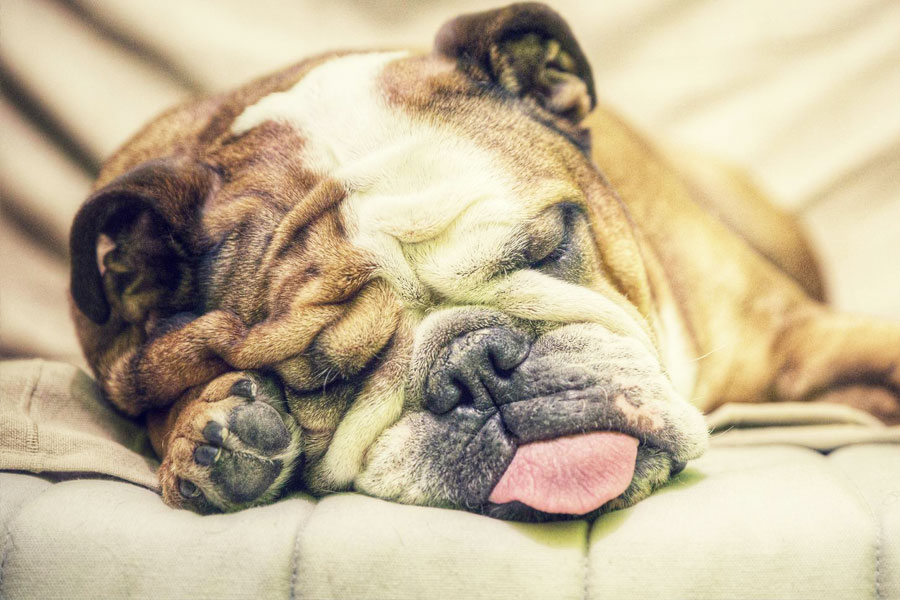 Снятся ли сны собакам?