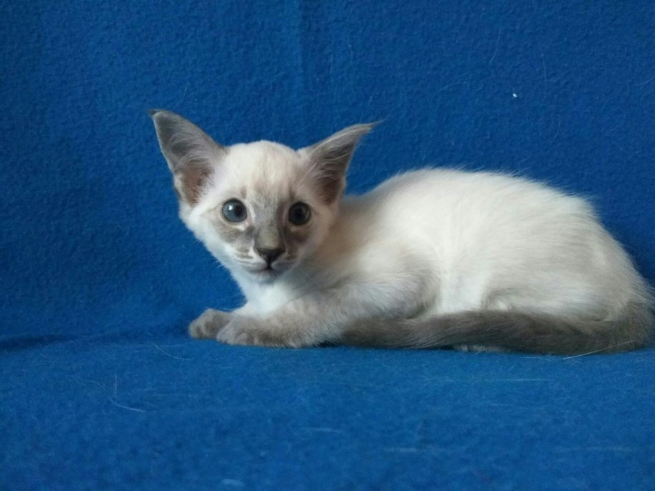 Балинезийский котенок