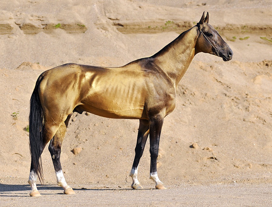 Лошадь Ахалтекинская: описание породы, характеристики, уход, содержание и отзывы