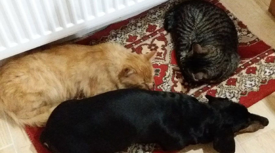 такса спит с кошками