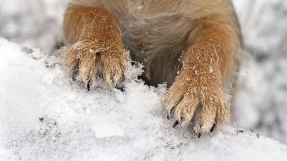 Как ухаживать за лапами собаки зимой