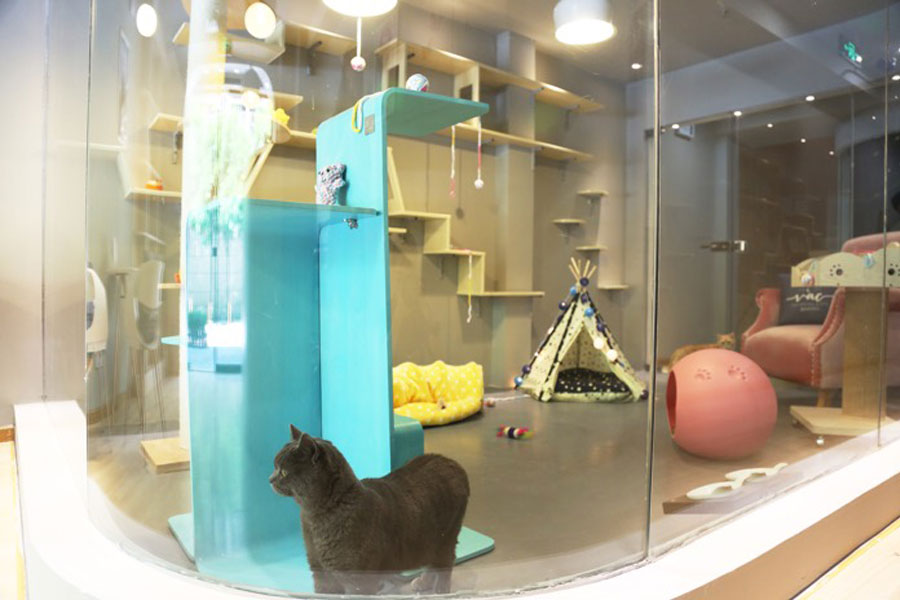 6 самых роскошных отелей для кошек - подборка wikipet.