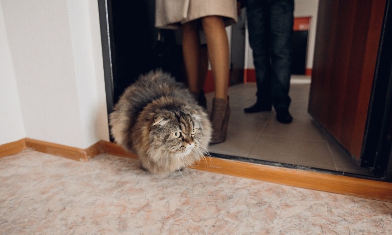 Почему кота пускают первым в дом?