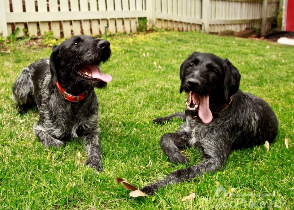 дратхар, собака с языком,собака на траве