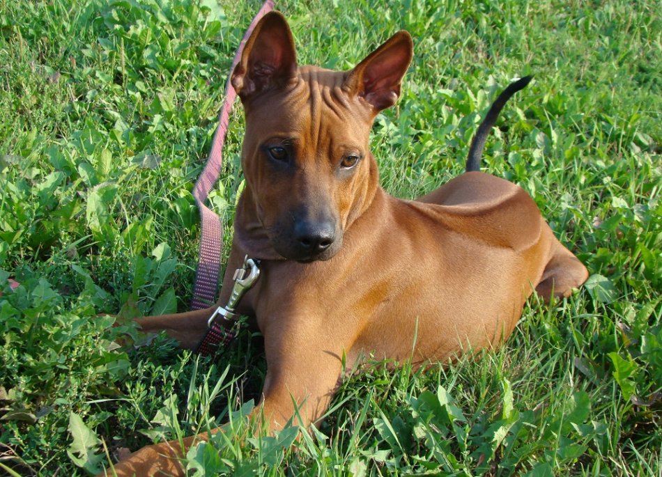 тайский риджбек рыжий щенок