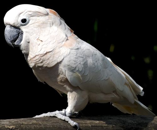 Белый попугай