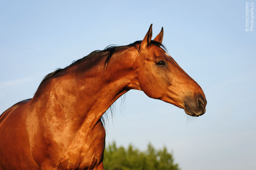 Красивая гнедая лошадь портрет фото