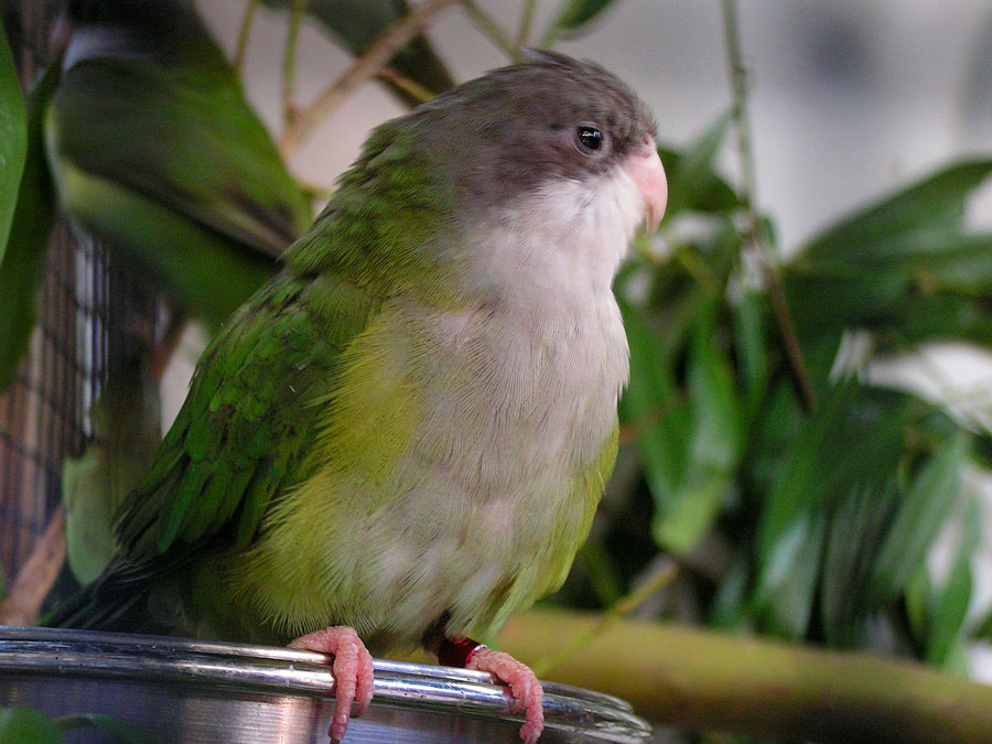 бурошапочный толстоклювый попугай